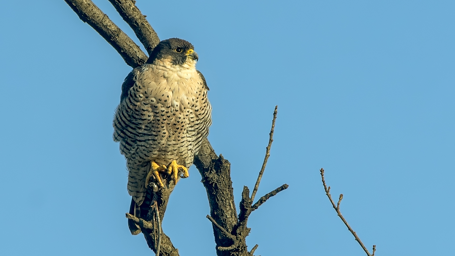 Peregrine Falcon